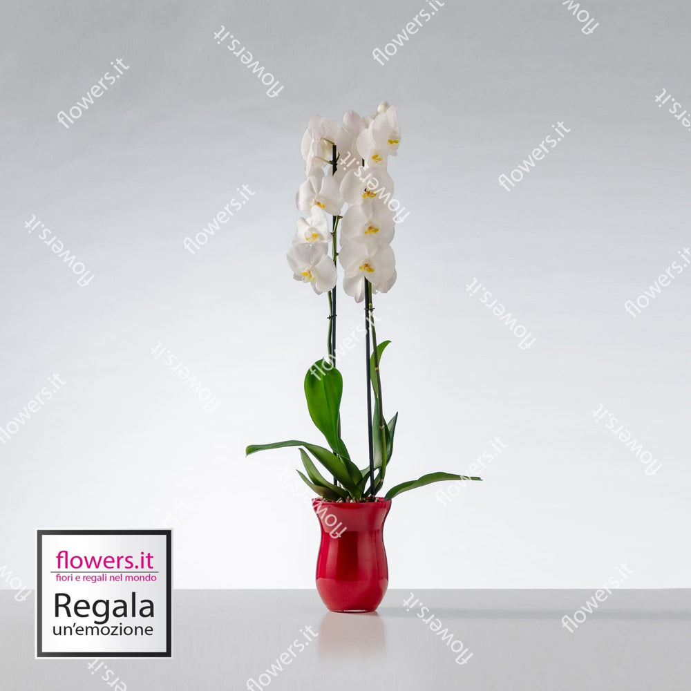 Pianta di orchidea. | Consegna Fiori a Domicilio per ANNIVERSARIO, Compleanno, Festa del Papà, Festa della Donna, MATRIMONIO, Nascita, Nascite, Natale, PIANTA, TUTTE LE STAGIONI