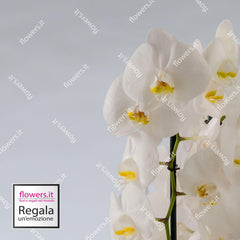 NOBILITY - Phalenopsis orchid