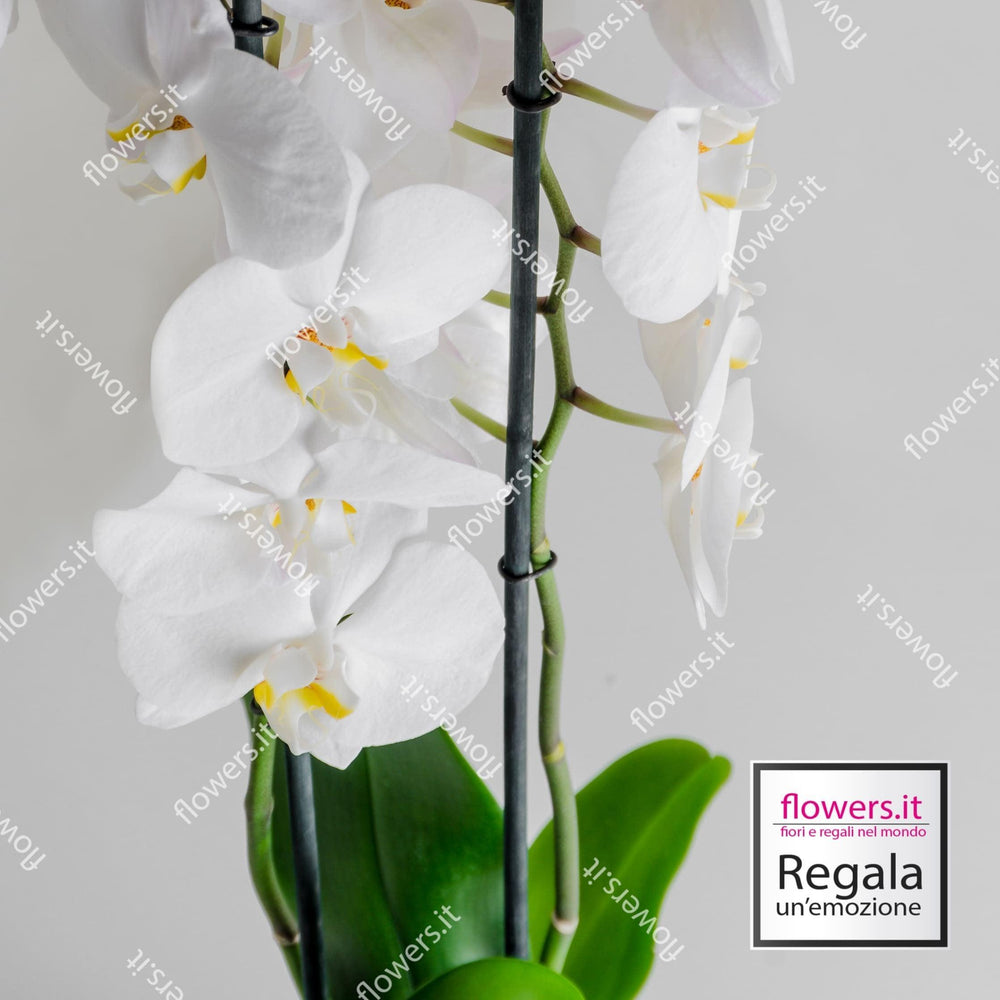 Pianta di orchidea. | Consegna Fiori a Domicilio per ANNIVERSARIO, Compleanno, Festa del Papà, Festa della Donna, MATRIMONIO, Nascita, Nascite, Natale, PIANTA, TUTTE LE STAGIONI