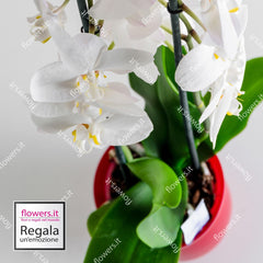 NOBILITY - Phalenopsis orchid