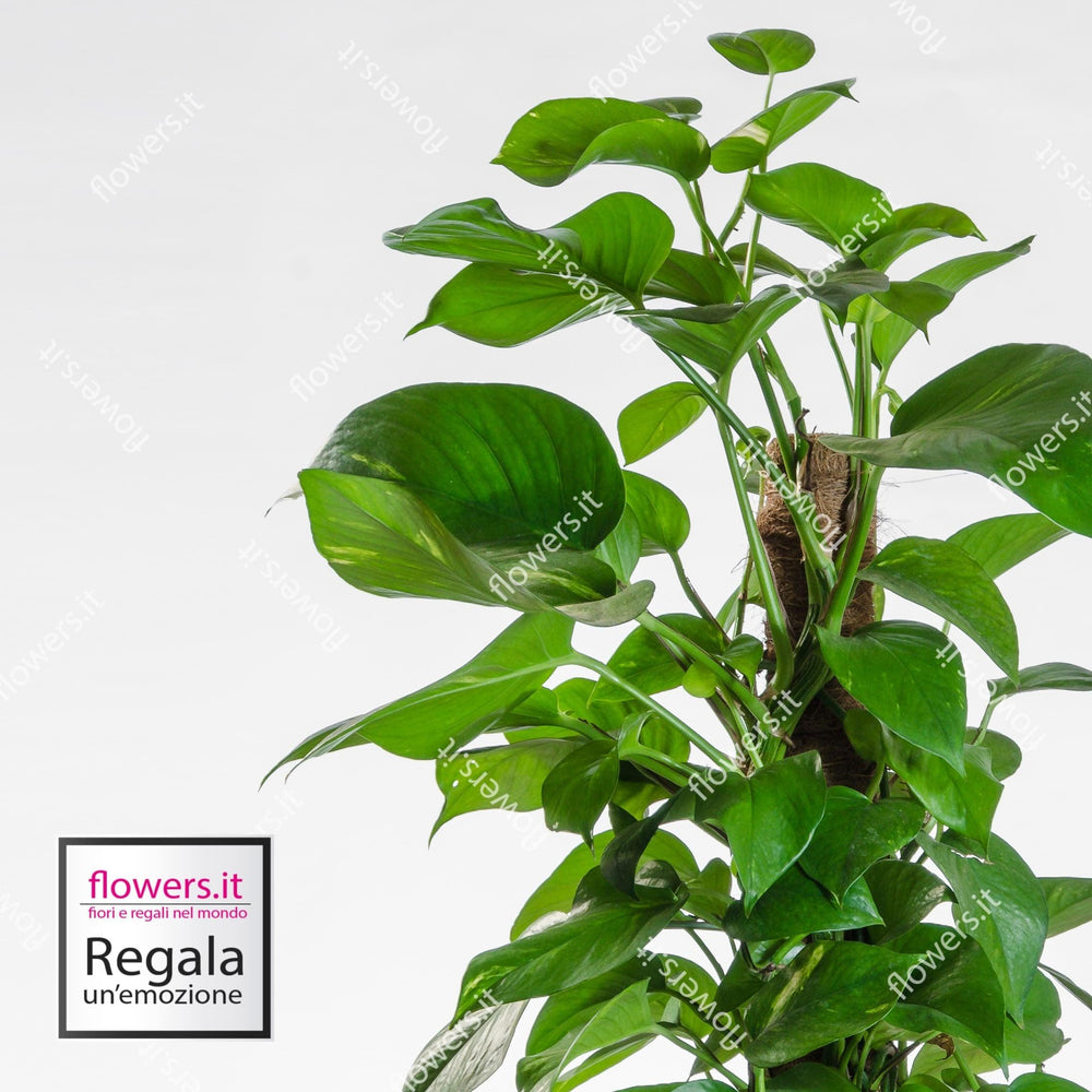 Pianta di Pothos. | Consegna Fiori a Domicilio per 