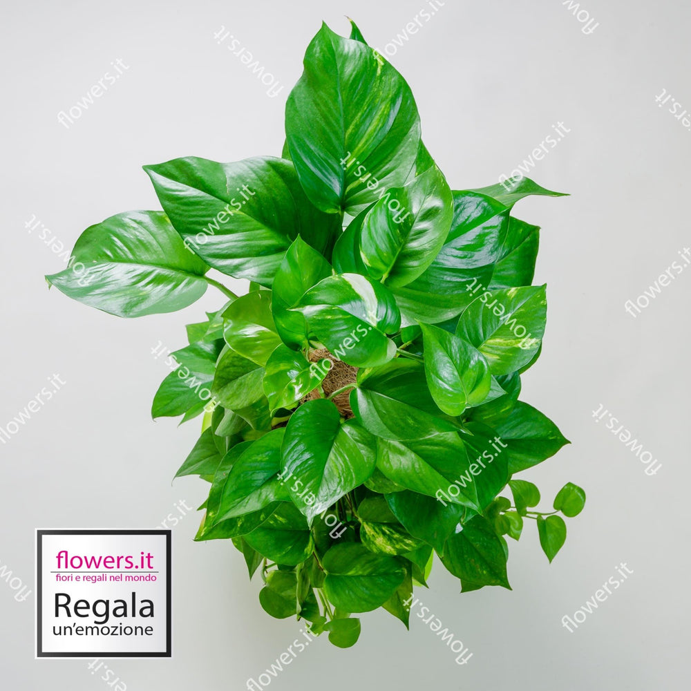 Pianta di Pothos. | Consegna Fiori a Domicilio per 