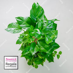 TENACITY - Indoor Pothos Plant