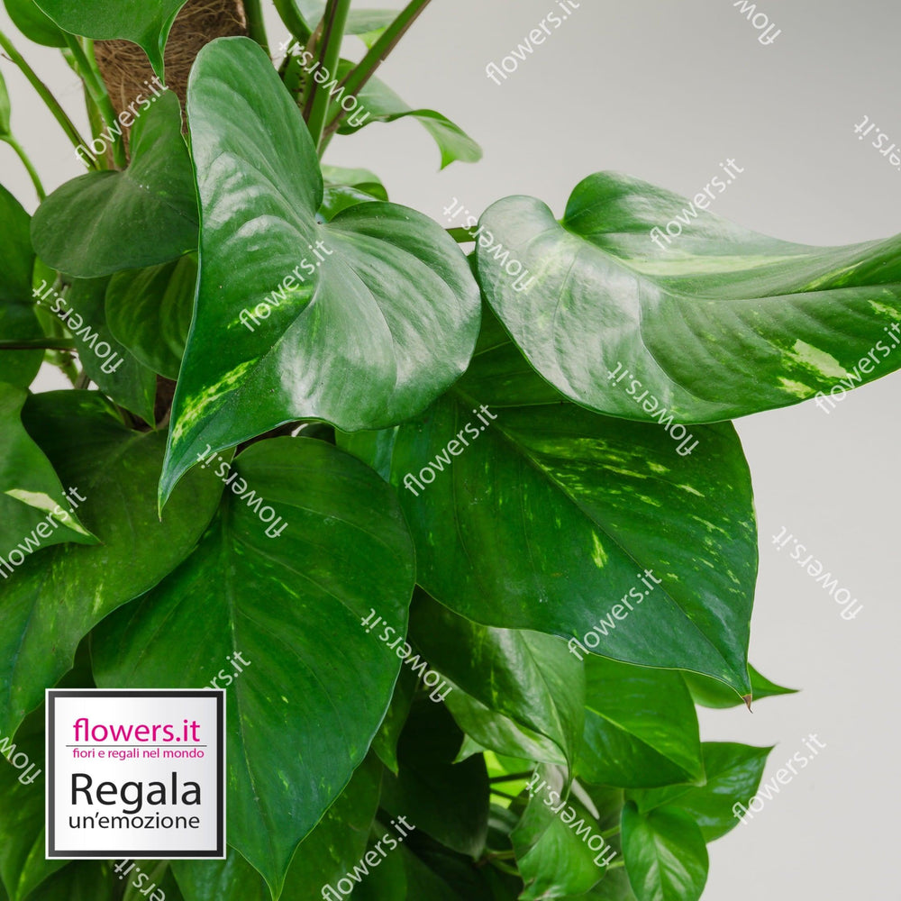 Pianta di Pothos. | Consegna Fiori a Domicilio per 