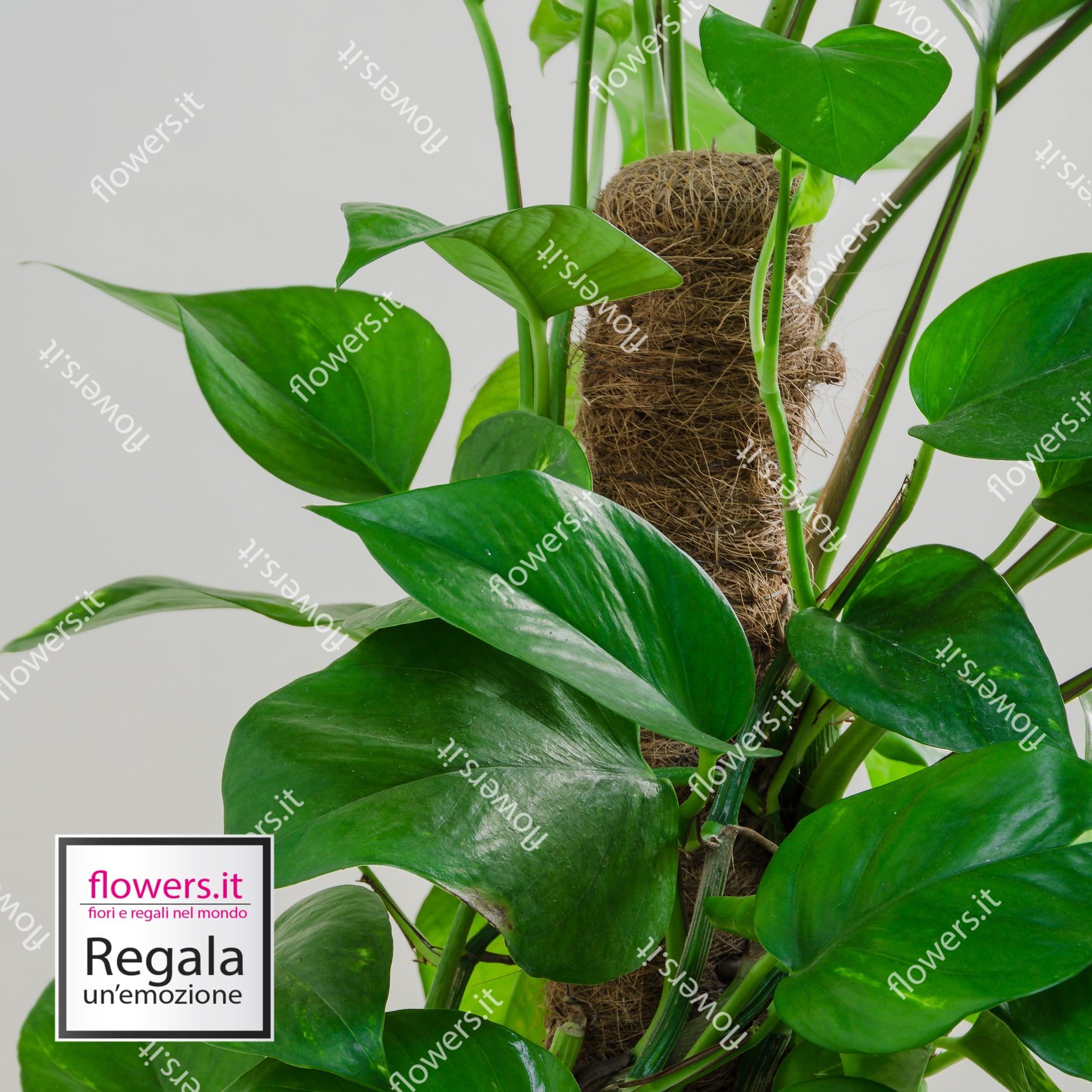 pianta pothos Pothos plant, easy to care for indoor plant, home delivery – Delivery Flowers