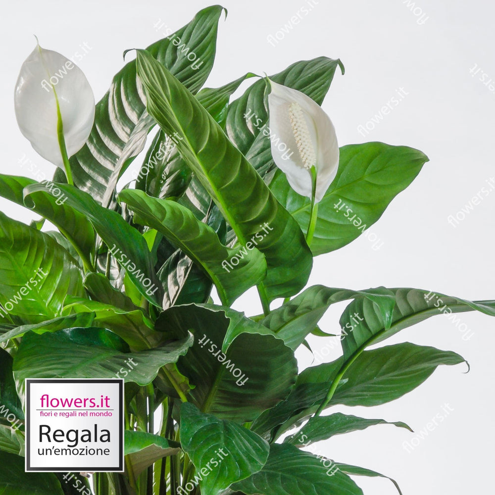 Pianta di spatifillo. | Consegna Fiori a Domicilio per Compleanno, Festa del Papà, Festa della Mamma, MATRIMONIO, PIANTA