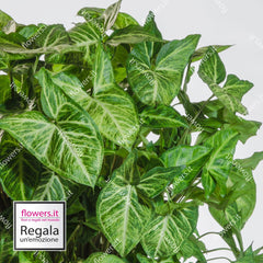 WELLBEING - Indoor Syngonium Plant