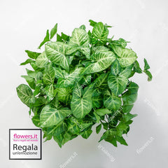 WELLBEING - Indoor Syngonium Plant