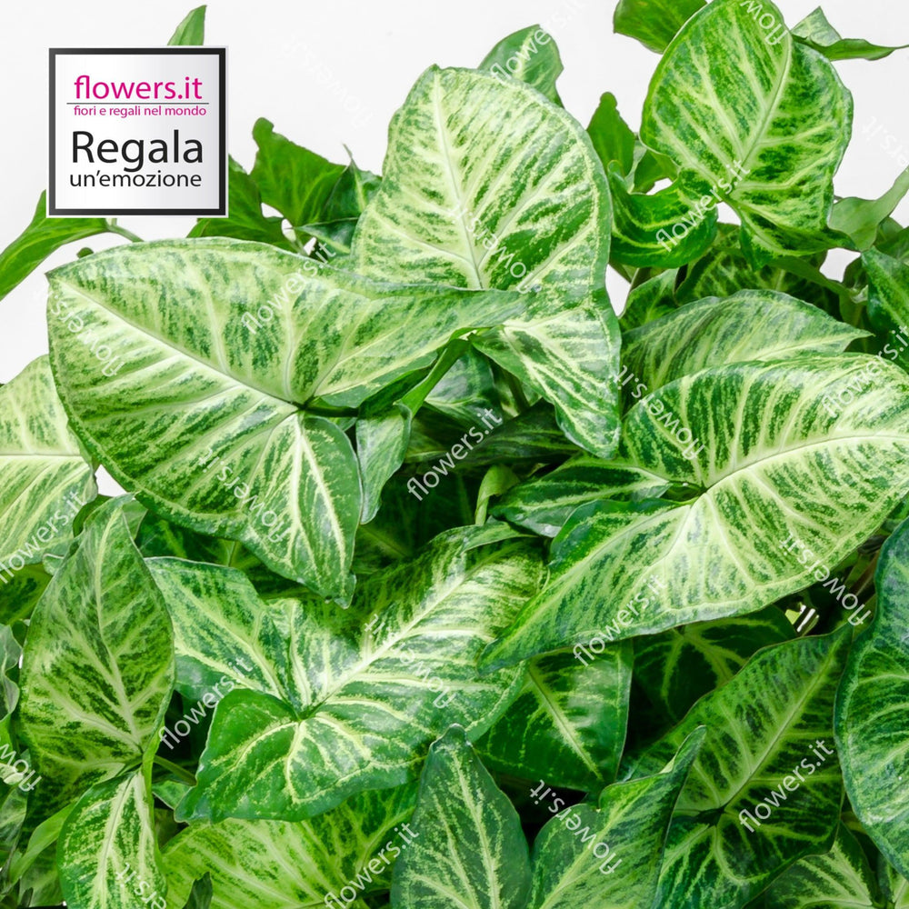 Pianta Syngonium semplice. | Consegna Fiori a Domicilio per Festa del Papà, MATRIMONIO, PIANTA, RINGRAZIAMENTI