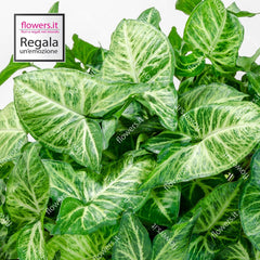 WELLBEING - Indoor Syngonium Plant