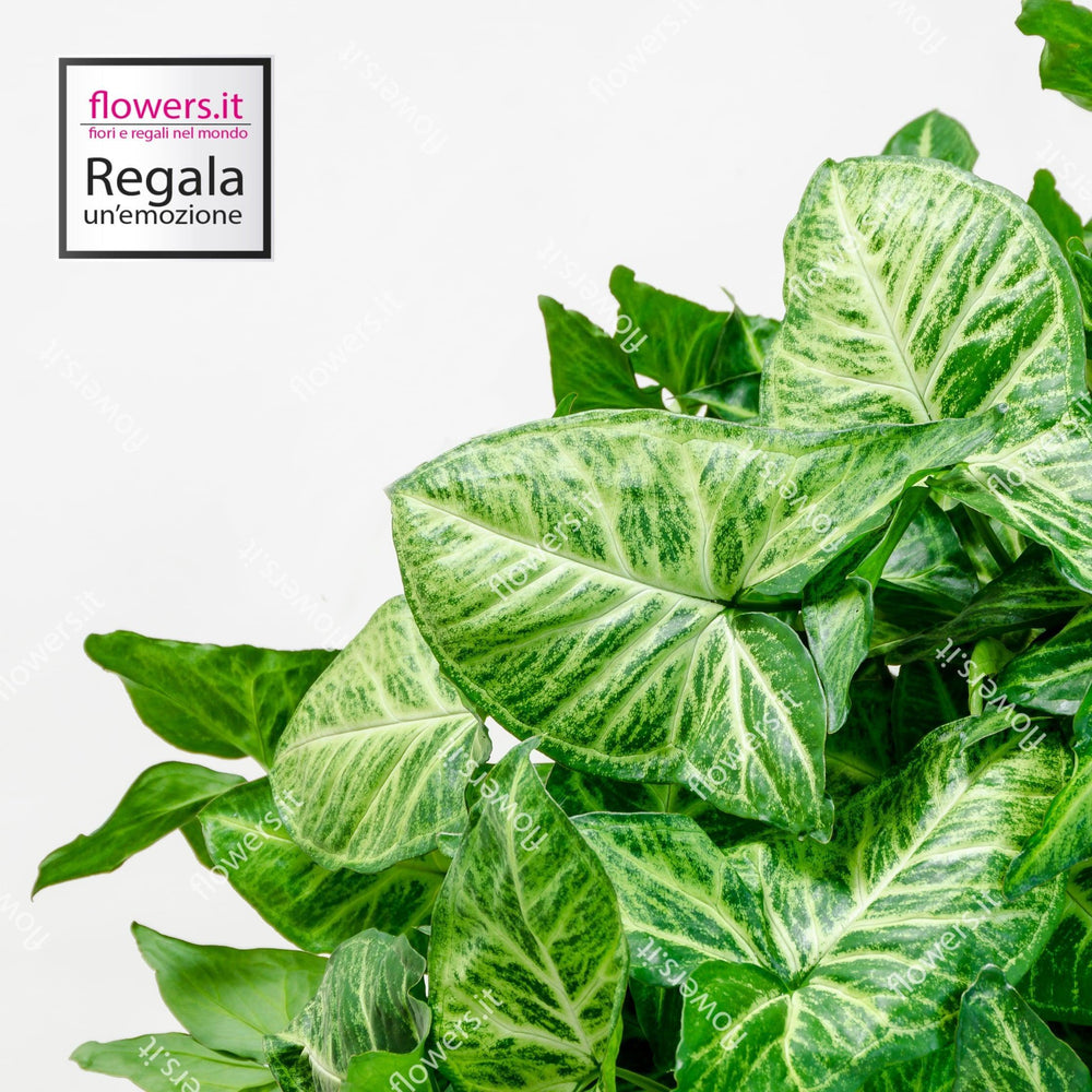 Pianta Syngonium semplice. | Consegna Fiori a Domicilio per Festa del Papà, MATRIMONIO, PIANTA, RINGRAZIAMENTI