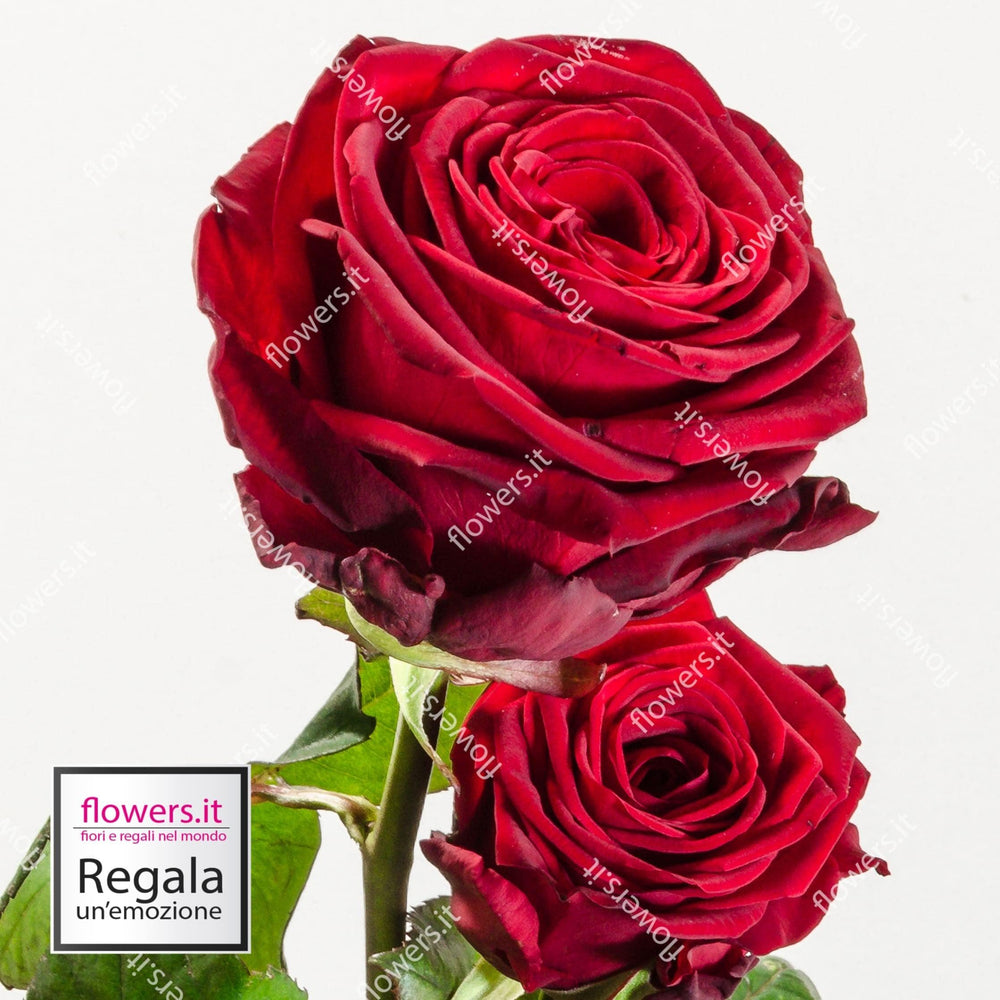 L'AMORE PERFETTO - Tre rose rosse - Fascio di 3 rose rosse. | Flowers Delivery Consegna Fiori a Domicilio