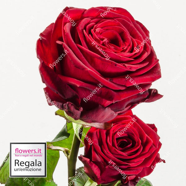 L'AMORE PERFETTO - Tre rose rosse - Fascio di 3 rose rosse. | Flowers Delivery Consegna Fiori a Domicilio