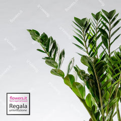 VERDE MODERNO - Pianta di Zamia da Interno