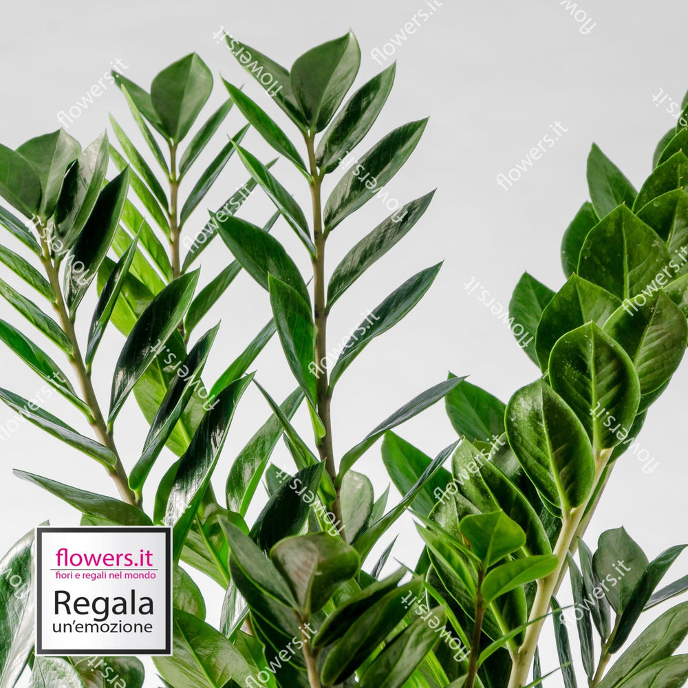 Pianta di Zamia. | Consegna Fiori a Domicilio per Compleanno, Festa del Papà, Festa della Mamma, MATRIMONIO, PIANTA