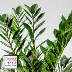 VERDE MODERNO - Pianta di Zamia da Interno