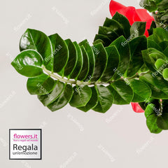 VERDE MODERNO - Pianta di Zamia da Interno