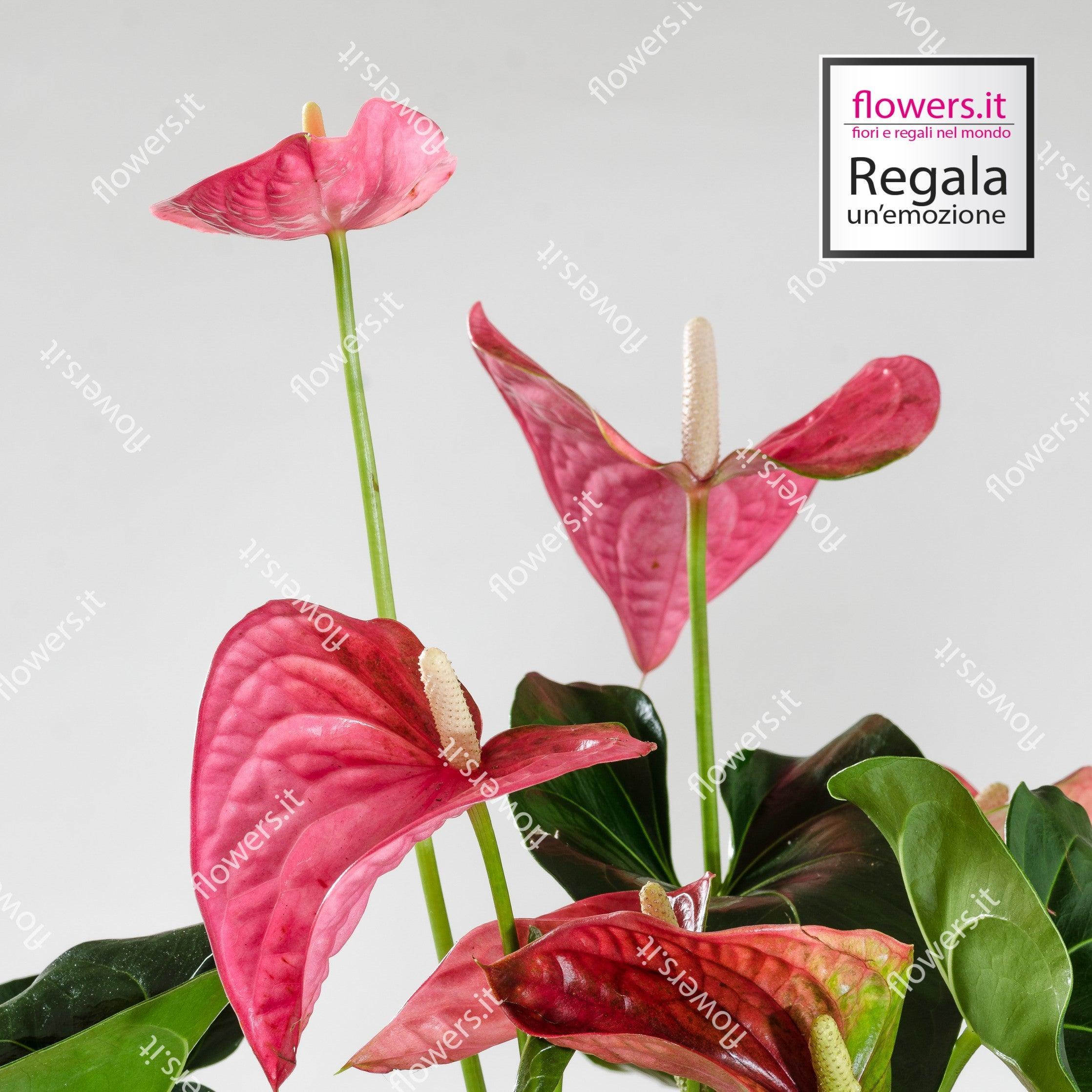 anthurium fiore Anthurium Plant, Elegant Indoor Plant, Flower Delivery – Delivery Flowers
