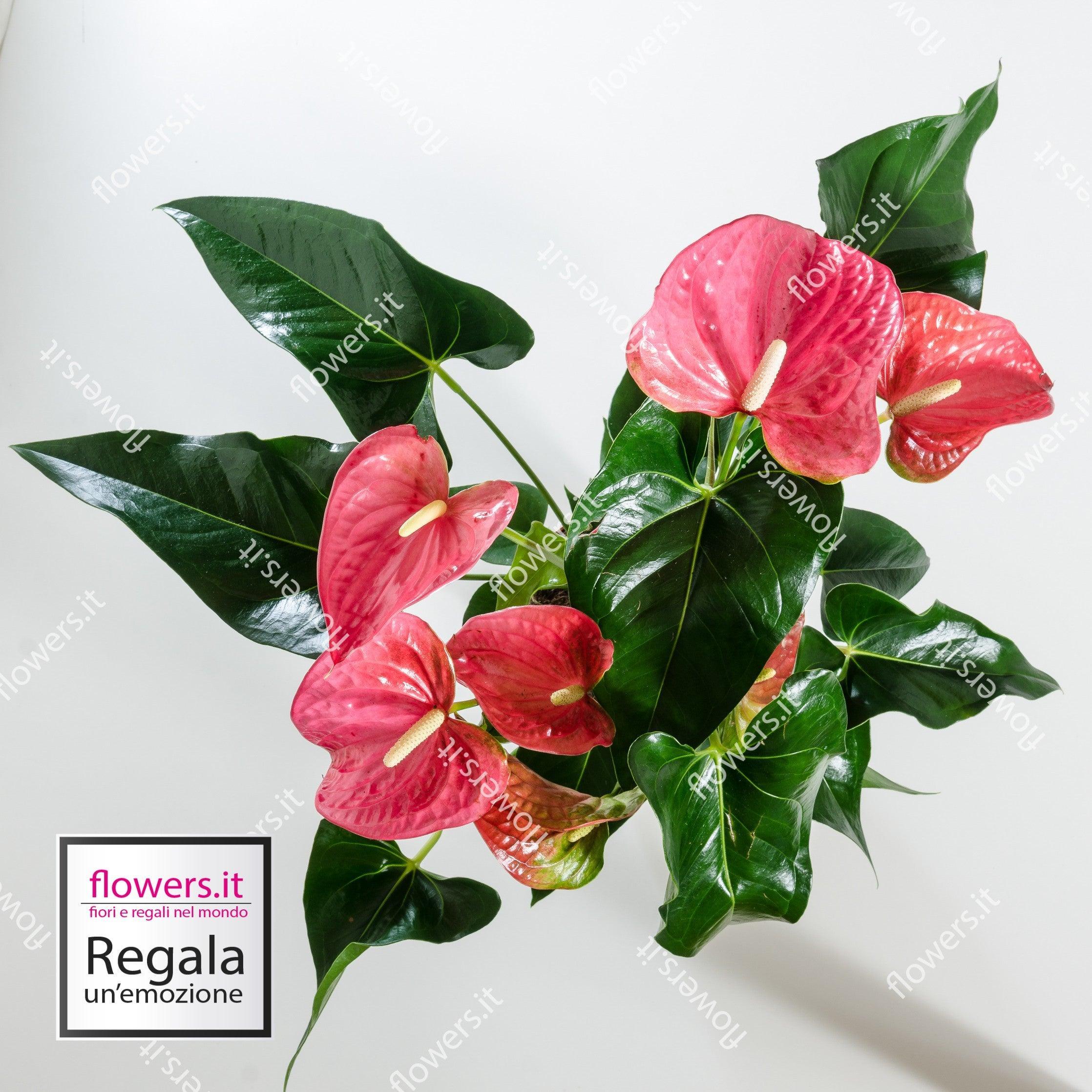 anthurium fiore significato Pianta di anthurium, elegante pianta da interno, consegna fiori a domicilio – Delivery Flowers