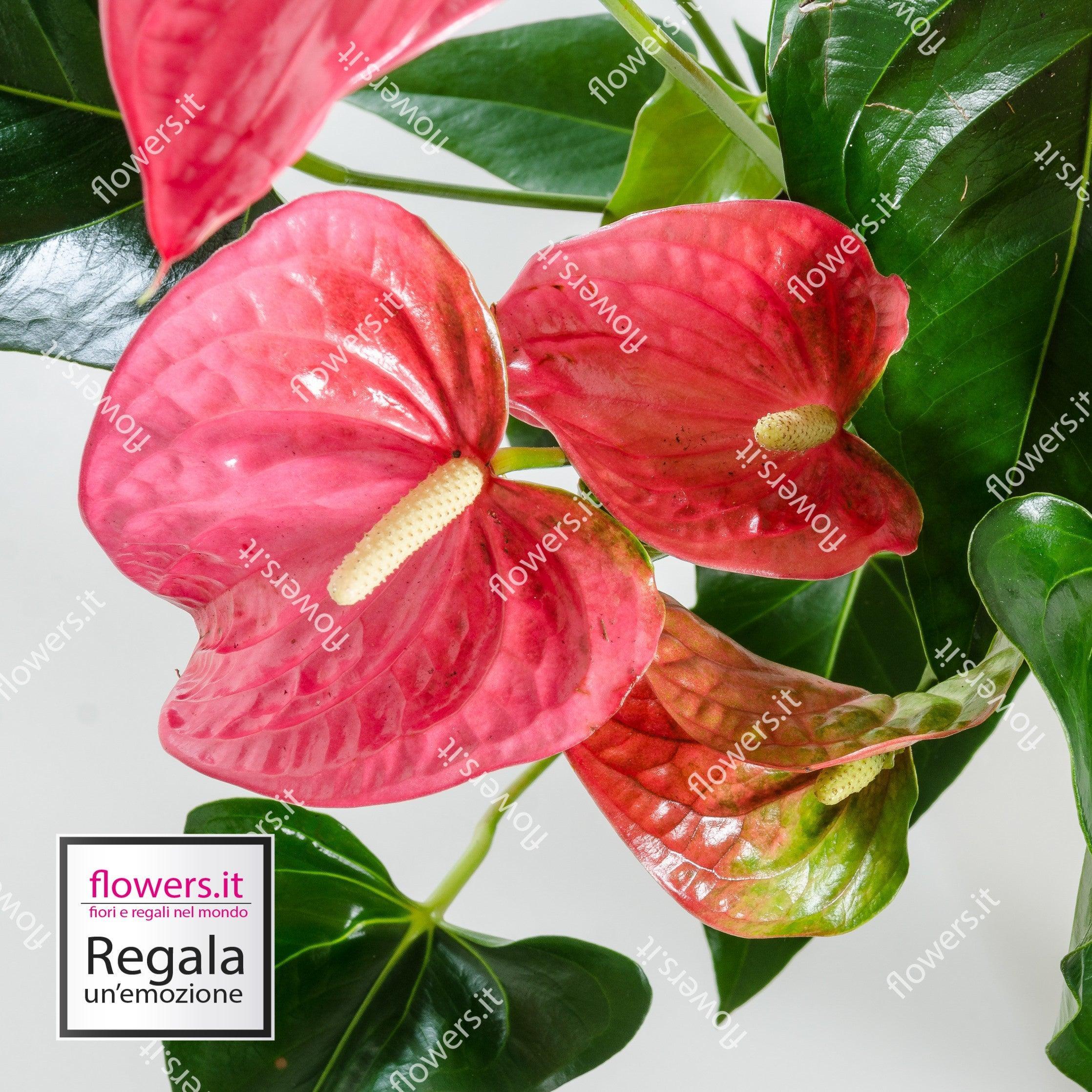 anthurium fiore significato Pianta di anthurium, elegante pianta da interno, consegna fiori a domicilio – Delivery Flowers