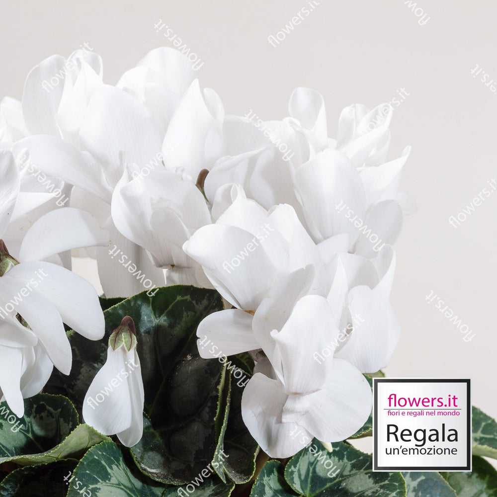 Pianta di ciclamino bianco. | Consegna Fiori a Domicilio per AUTUNNO INVERNO, Compleanno, PIANTA