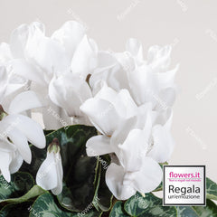 RESISTANCE - White Cyclamen