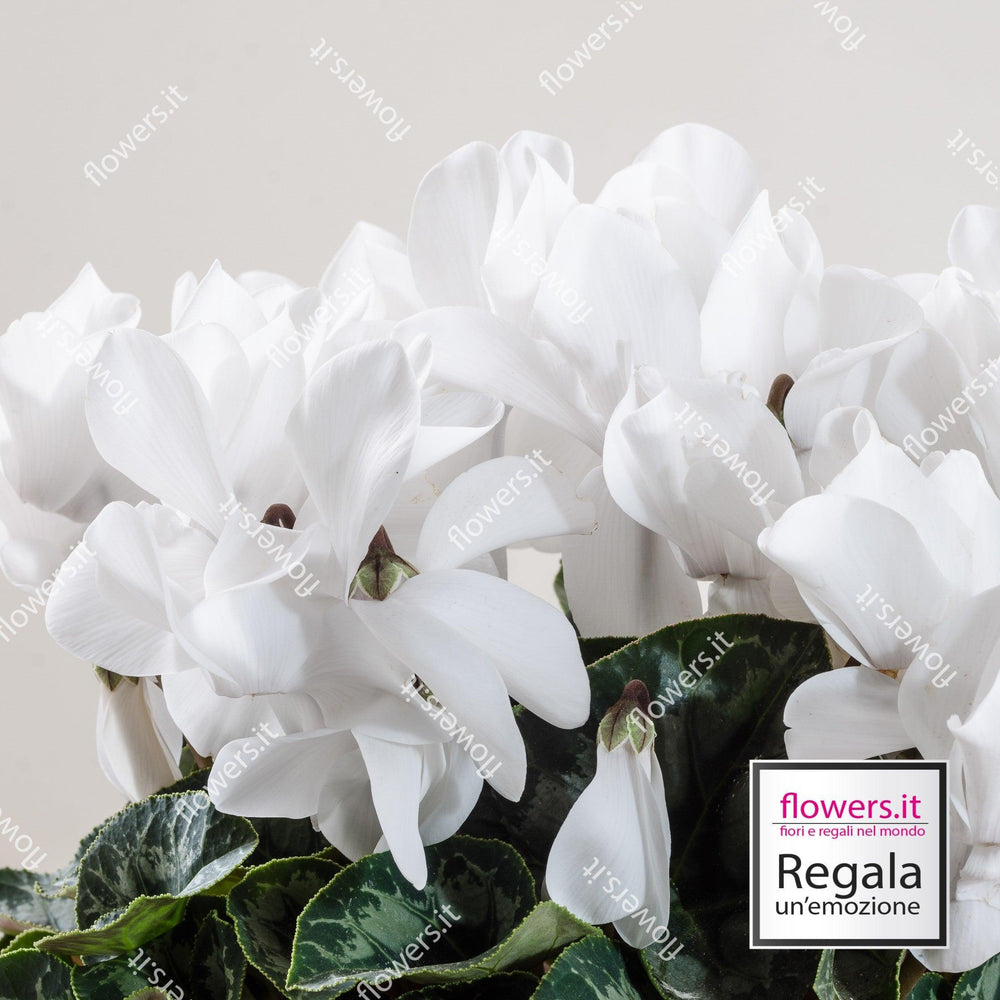 Pianta di ciclamino bianco. | Consegna Fiori a Domicilio per AUTUNNO INVERNO, Compleanno, PIANTA