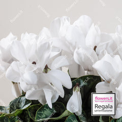 RESISTANCE - White Cyclamen