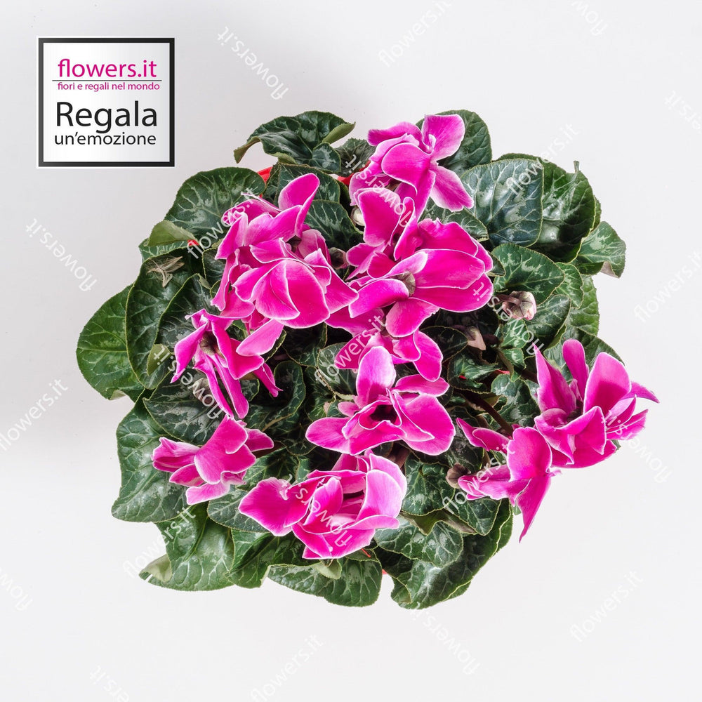 Pianta ciclamino fucsia. | Consegna Fiori a Domicilio per Compleanno, Natale, PIANTA