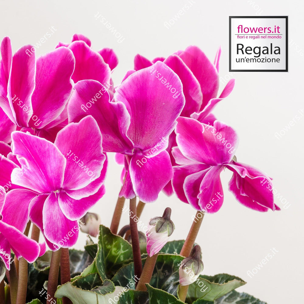 Pianta ciclamino fucsia. | Consegna Fiori a Domicilio per Compleanno, Natale, PIANTA