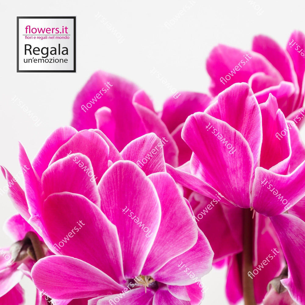 Pianta ciclamino fucsia. | Consegna Fiori a Domicilio per Compleanno, Natale, PIANTA