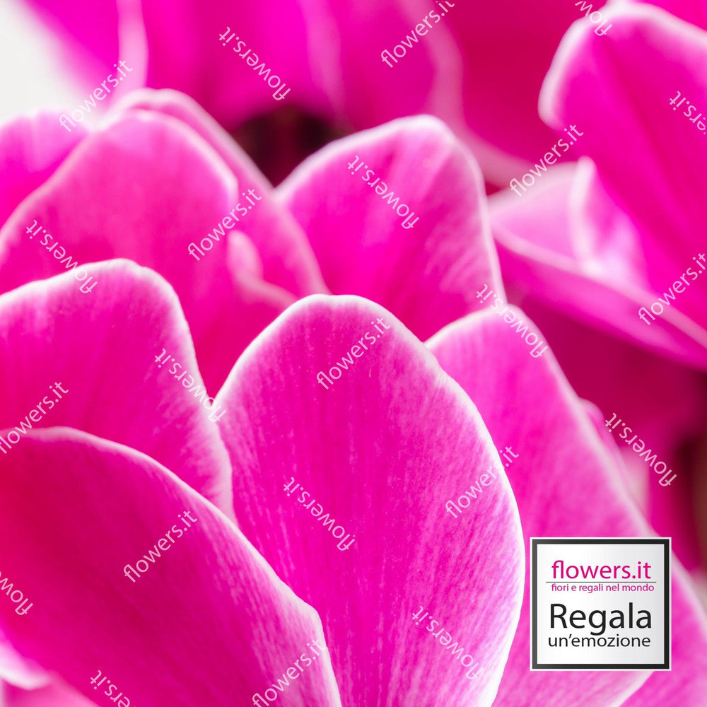Pianta ciclamino fucsia. | Consegna Fiori a Domicilio per Compleanno, Natale, PIANTA