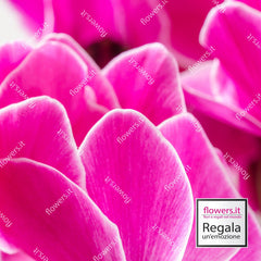 GIOVENTU' - Ciclamino fucsia