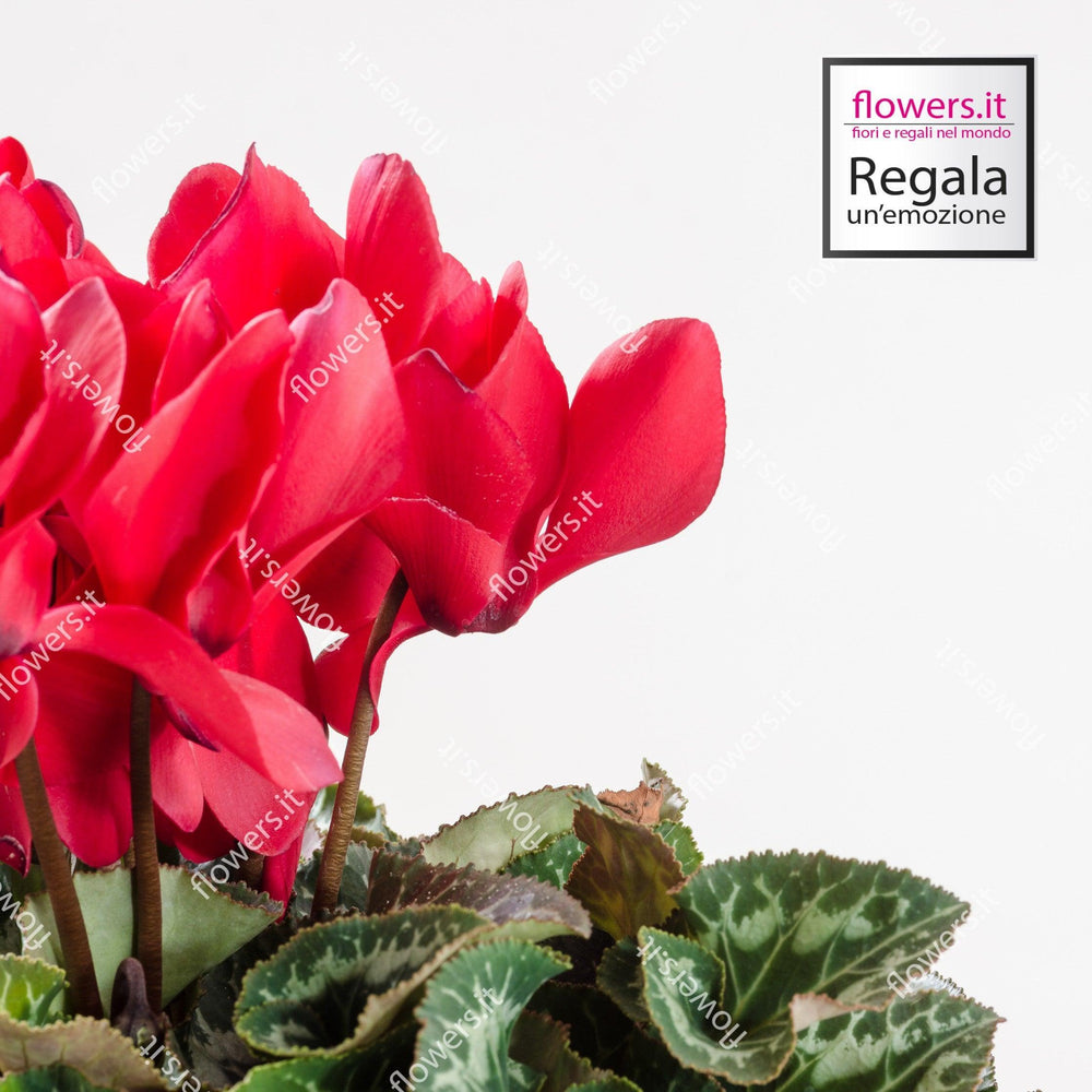 Pianta di ciclamino rosso in vaso semplice. | Consegna Fiori a Domicilio per AUTUNNO INVERNO, Compleanno, Natale, PIANTA
