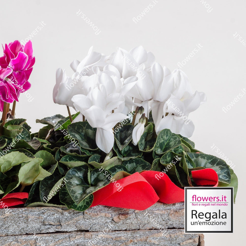 3 piante di ciclamino. | Consegna Fiori a Domicilio per Compleanno, Natale, PIANTA