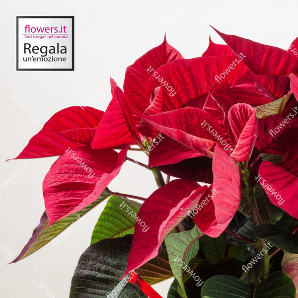 Stella di Natale rossa semplice. | Consegna Fiori a Domicilio per Natale