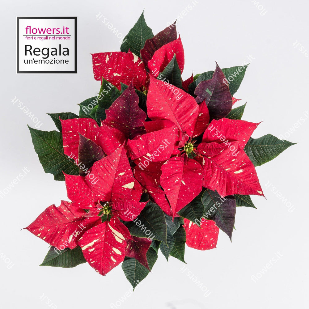 Stella di Natale variegata semplice. | Consegna Fiori a Domicilio per Natale