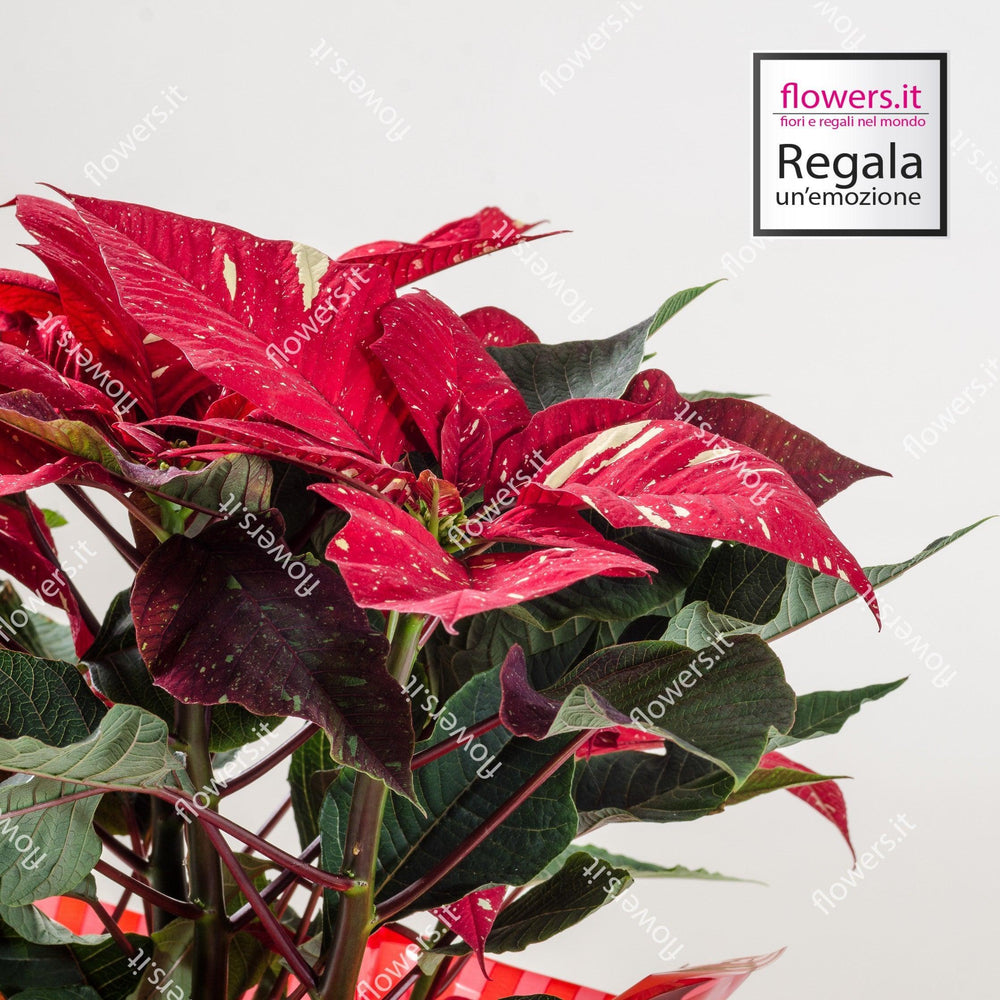 Stella di Natale variegata semplice. | Consegna Fiori a Domicilio per Natale