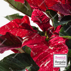 MILLE AUGURI - Stella di Natale variegata