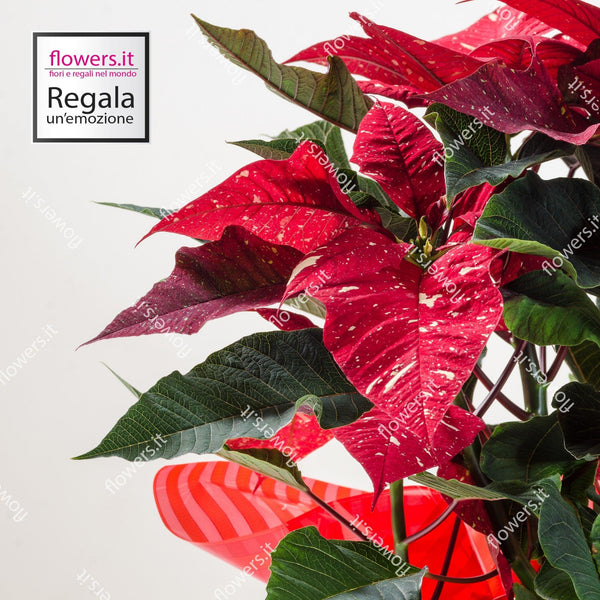 Stella di Natale variegata semplice. | Consegna Fiori a Domicilio per Natale