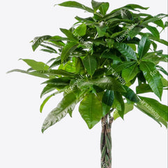 GOOD LUCK - Pachira Plant