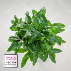 GOOD LUCK - Pachira Plant