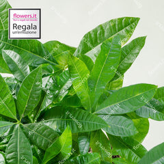 GOOD LUCK - Pachira Plant