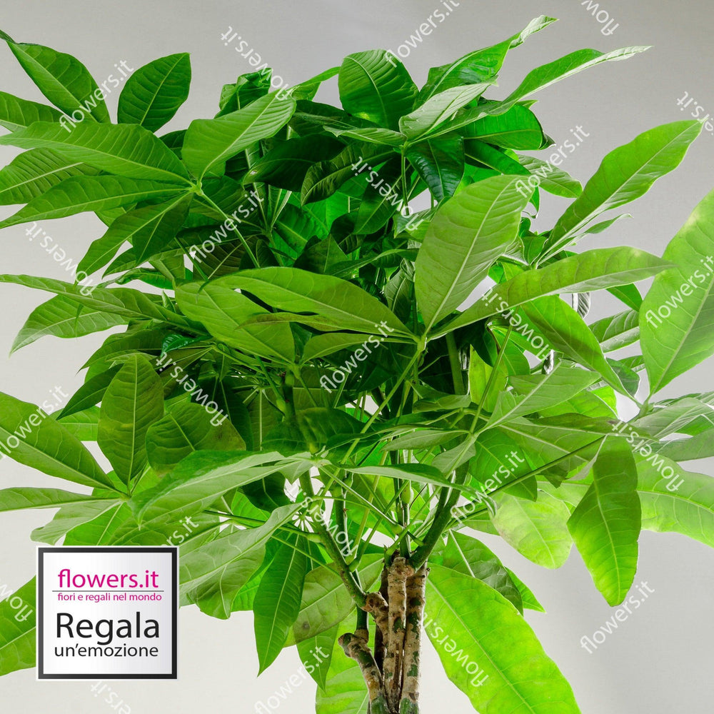 Pianta di pachira semplice. | Consegna Fiori a Domicilio per ANNIVERSARIO, Compleanno, Festa del Papà, MATRIMONIO, PIANTA, RINGRAZIAMENTI