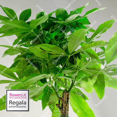 GOOD LUCK - Pachira Plant