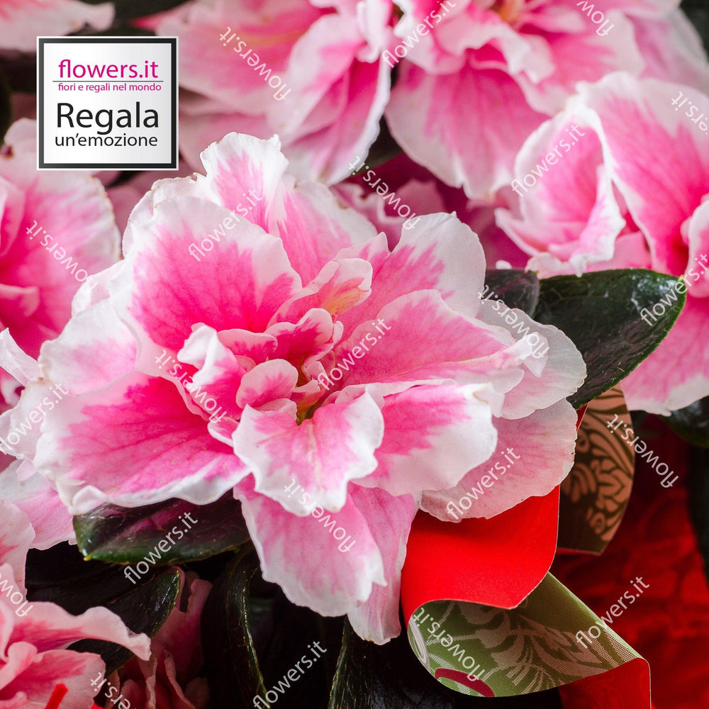 Pianta di azalea in vaso semplice. | Consegna Fiori a Domicilio per Compleanno, Festa della Mamma, Primavera
