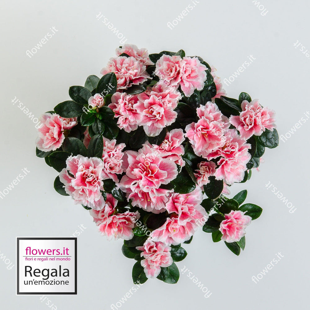 Pianta di azalea in vaso semplice. | Consegna Fiori a Domicilio per Compleanno, Festa della Mamma, Primavera
