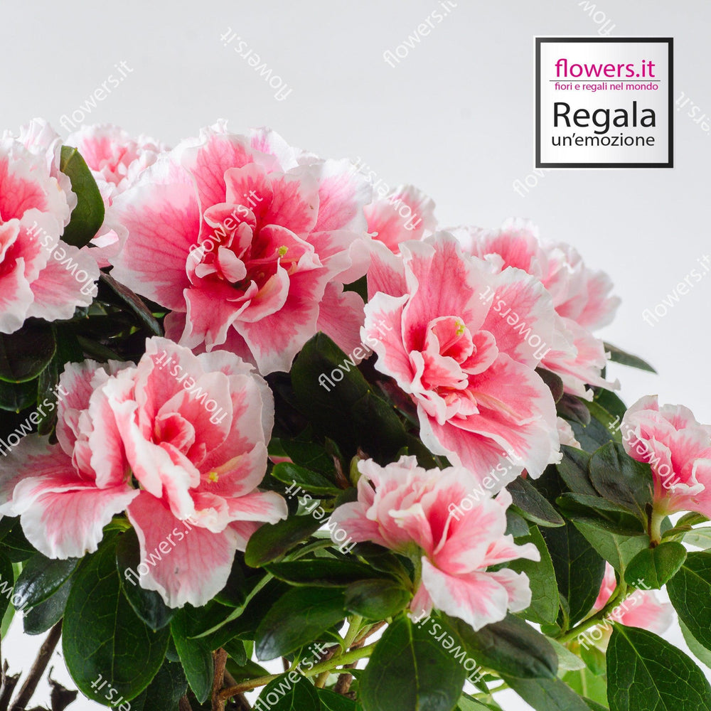 Pianta di azalea in vaso semplice. | Consegna Fiori a Domicilio per Compleanno, Festa della Mamma, Primavera