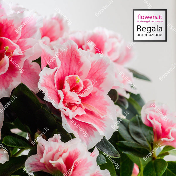 Pianta di azalea in vaso semplice. | Consegna Fiori a Domicilio per Compleanno, Festa della Mamma, Primavera