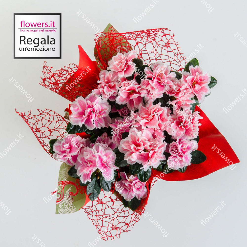 Pianta di azalea piccola, perfetta per ogni spazio. | Consegna Fiori a Domicilio per Festa della Mamma, Primavera
